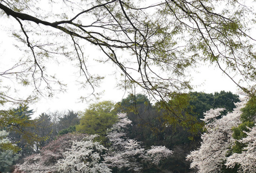 SAKURA:cherry blossoms in full: gardens in Tokyo 都心のサクラ by Gudonjin AIZA