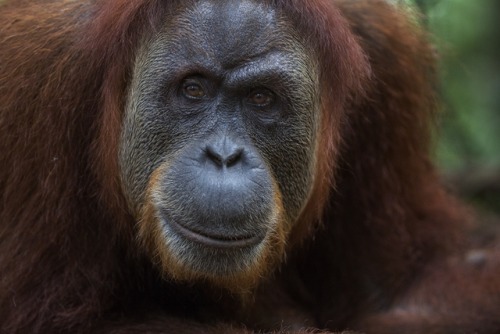 lovingexotics:Sumatran Orangutan Pongo abeliiSource: Here