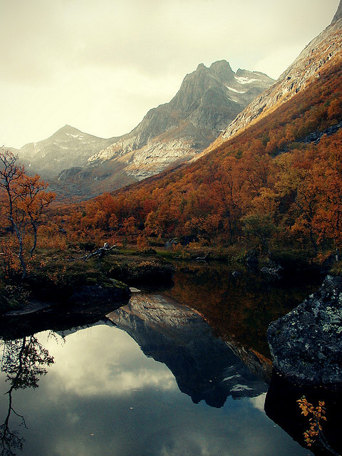 tulipnight:from autumn to winter by nikolinelr on Flickr.