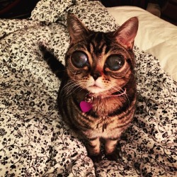 laughingsquid:  Matilda, A Beautiful Beloved Tabby Kitten With Great Big Alien Eyes