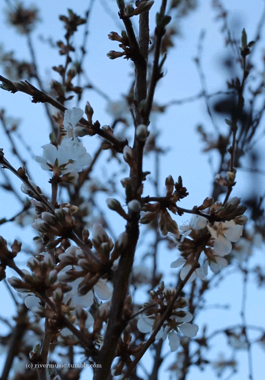 Sand Cherry Blooms at Sunrisegif by riverwindphotography, April 2017