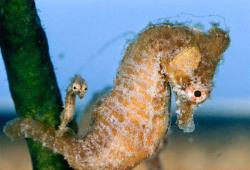 Tiny Treasure (Seahorse With Its Baby)