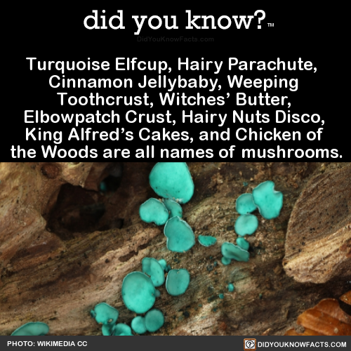 did-you-know:Turquoise Elfcup, Hairy Parachute, Cinnamon Jellybaby, Weeping Toothcrust, Witches’ But