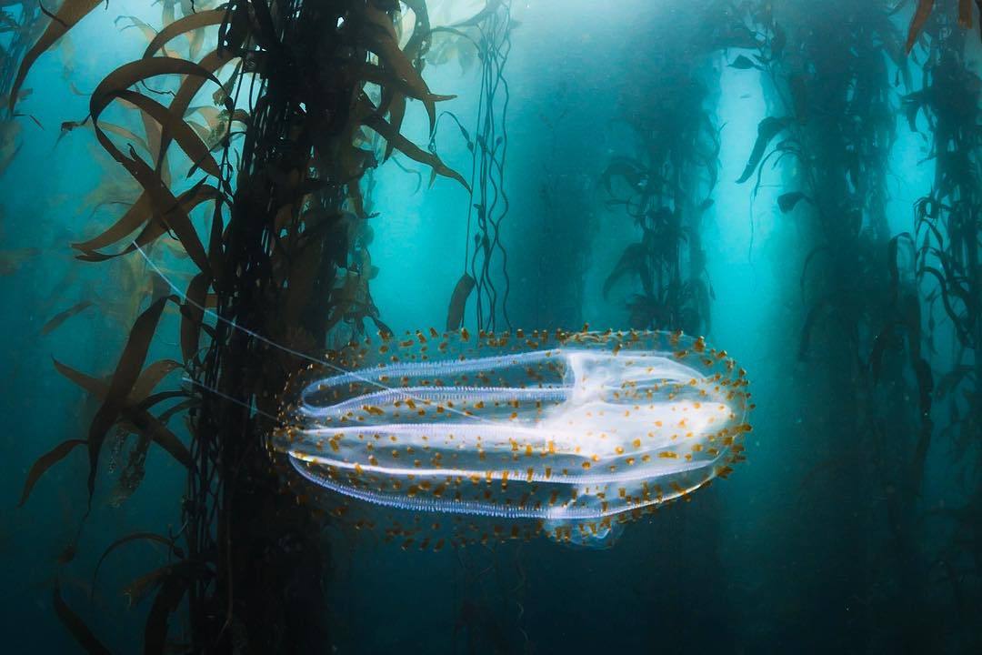 Spotted comb jelly ahoy! It’s always a treat when these delicate invertebrates visit the bay. This Leucothea pulchra is one of the largest of the comb jellies in our local waters. Comb jellies get their name from the eight rows of tiny comblike...