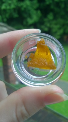 bl0nde-n-baked:  Holy Cookie OG by Platinum Extracts