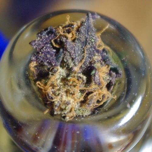 Porn Pics weedporndaily:  Gotta love dem #purps 💜💜