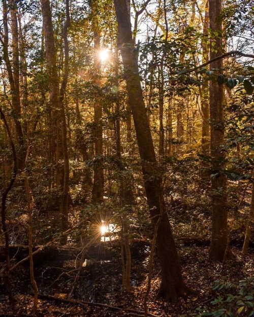 Nope you’re not seeing double. Super cool sunburst reflection I captured in Congaree National 