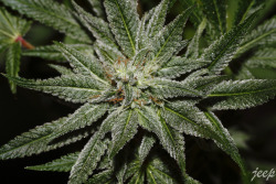 trichome-world:  Trichome World have a new