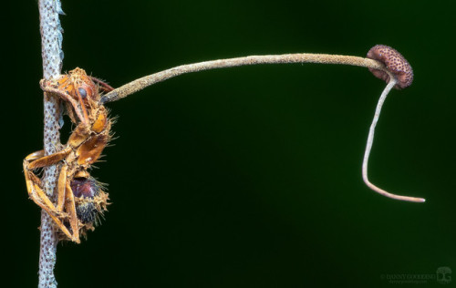 &ldquo;Zombie&rdquo; carpenter ant after it succumbed to a fungus, Ophiocordyceps unilateral