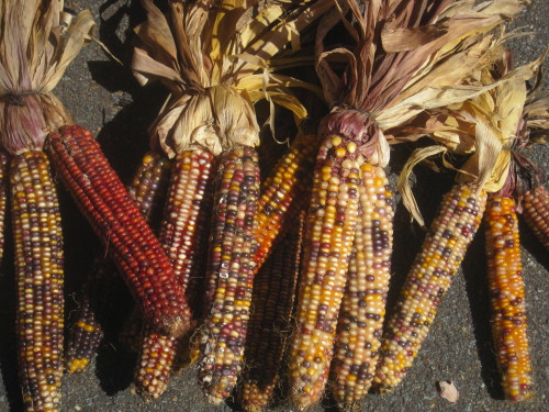 Decorative Corn, Fairfax City Farmers Market, 2013.