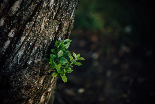 Tree Bark Leaves by craiglkirk on Flickr.