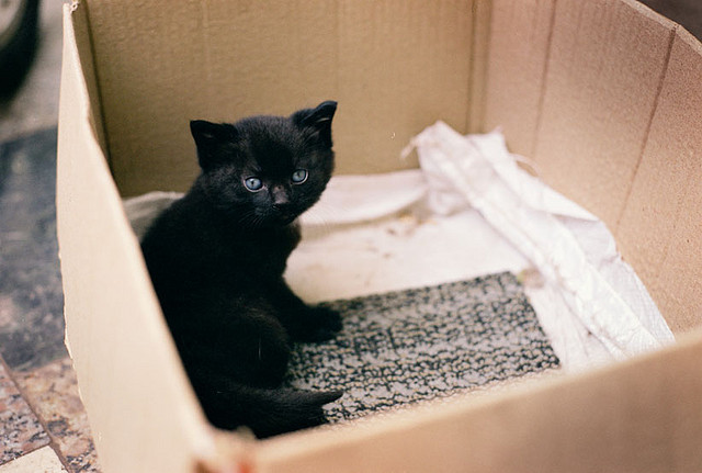 sinkling:  cat by Veeka Veeka on Flickr. 
