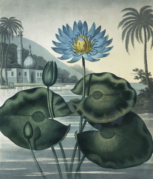 landscapemode:Peter Charles Henderson Blue Egyptian Water-lily, 1804 from Robert Thornton, The Templ