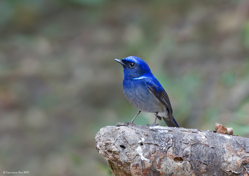 fairy-wren:  Small Nitalva. photos by Lawrence Neo 