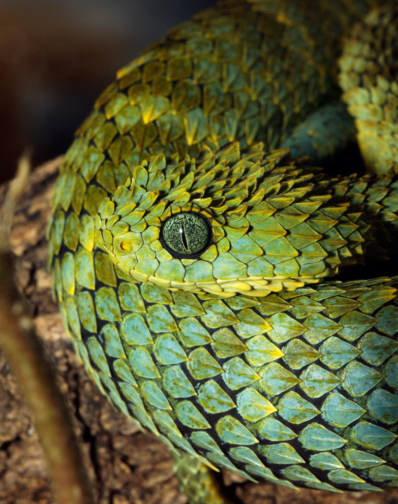 Atheris squamigera  Cute reptiles, African bush viper, Animals beautiful