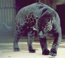 mr-ection:  mr-ection:  I’m obsessed with this animal  My best post yet