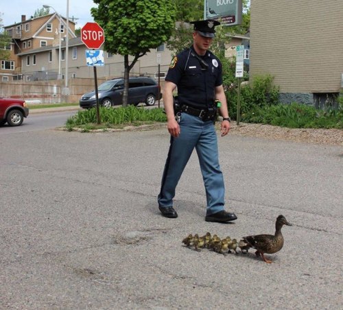 An officer escorts a family of ducks to safety after finding them in the road