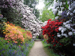 wildstag:  Down Middle Walk, Leonardslee Gardens by Leimenide on Flickr.  x