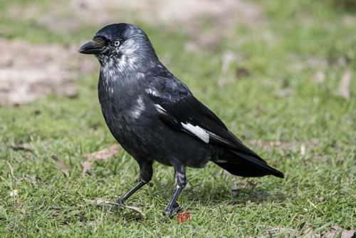 Leucistic Jackdaw, quite friendly and will come close for a few peanuts.