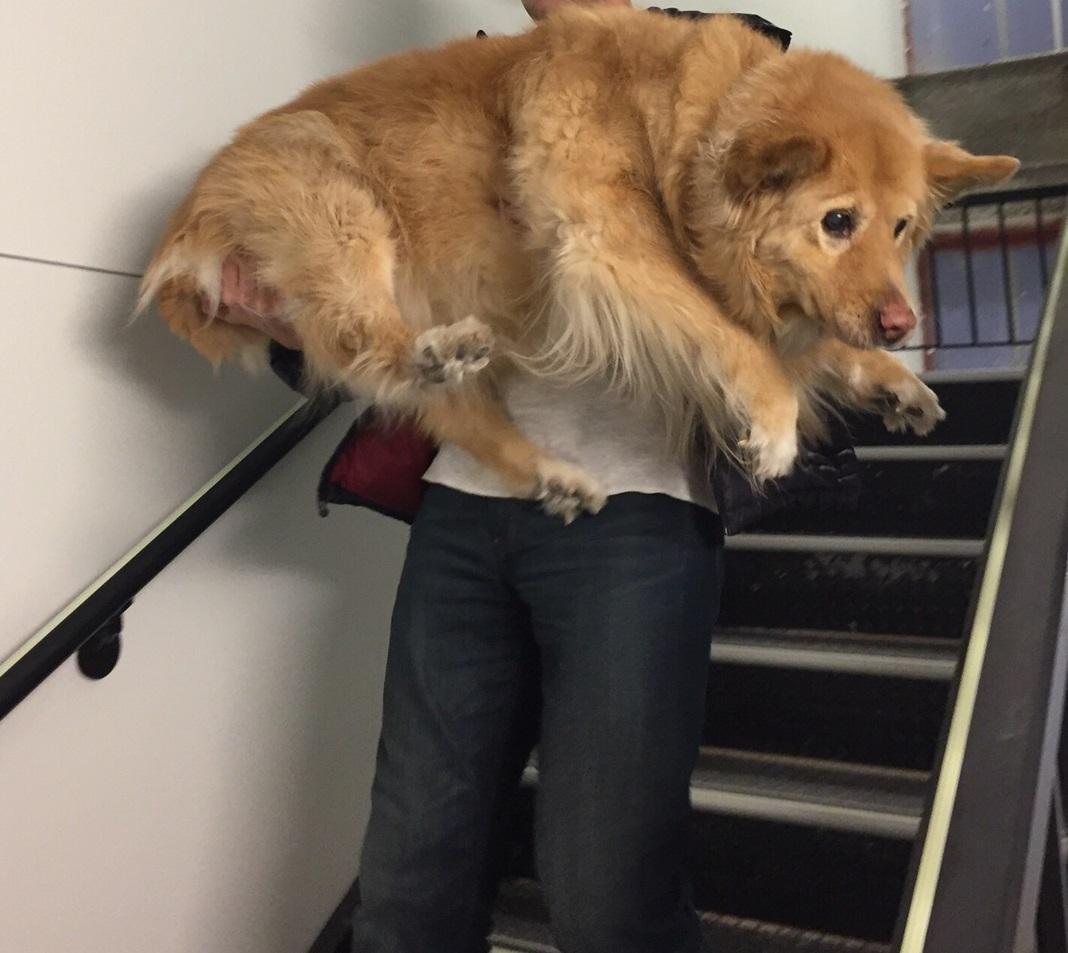 awwcutepets:Distressed dog in a fire drill