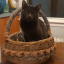 thecatshaveescaped