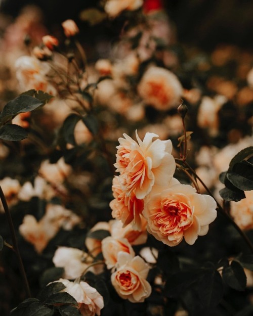 floralls: International Rose Test Garden, Portland  by Erin DeFuria