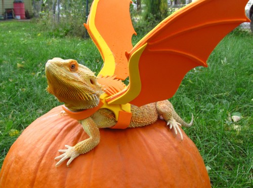 kscinewt: bettahorse: He is ready. @secretly-a-dragon