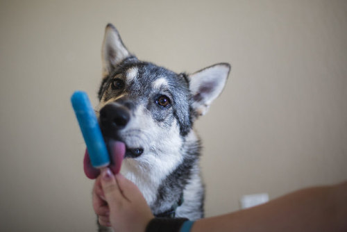 nerobetch:tempurafriedhappiness:Here are some dogs enjoying Popsicles.  This is the kind of qua