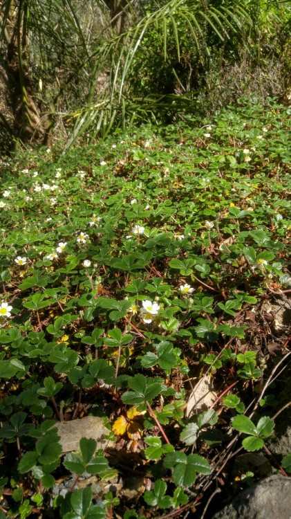 Fragaria chiloensis is in the family Rosaceae. Commonly known as beach strawberry, it is native to t