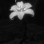 rose-e-es