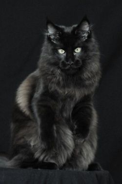 online-cats:  Black Maine Coon cat