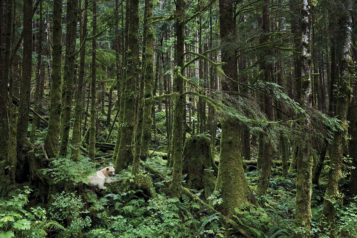 vmagazine:  The Kermode Bear also known as a “Spirit Bear” (particularly to the