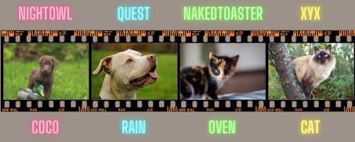 You Asked For Ideas And I Have A Suggestion, A Pet That Normally Doesnt Like Other People But They Almost