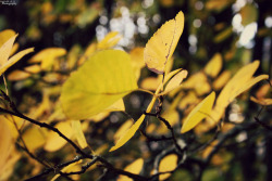 missanisah:  Golden yellow… on Flickr. I´m in love with Fall. 