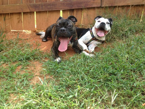 handsomedogs:  Meet Olivia & Raja. 3 yr old Pitbull Terrier Sisters. 