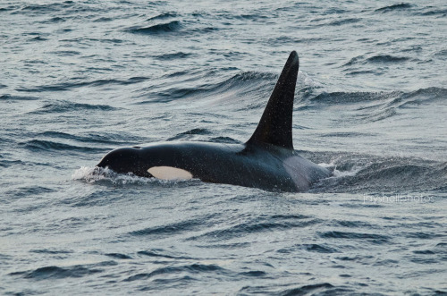 jayshellphotos: Wild orca, Norway // Jan 2016