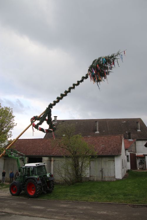 Maibaumstellen 2022 Put up the maypole (good old tradition, read Wikipedia)