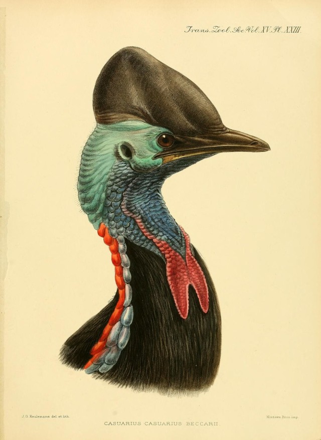 Transactions of the Zoological Society of London v.15 (1898-1901) #scientific illustration#bird#cassowary