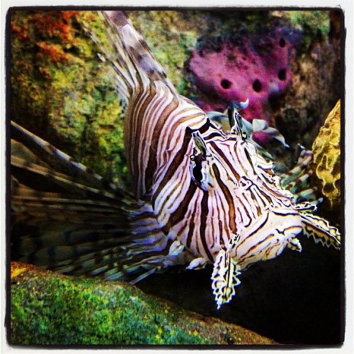 neaq:  Visitor Picture: We just posted an image of the lionfish on our own Instagram page. These beautiful fish are actually quite a menace in the Caribbean—a gnarly invasive species problem. careisthebestmedicine:  My fishy friend. #newenglandaquarium