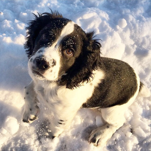 misterwooff:Lola the english springer spaniel puppy. by Kat &amp; Dog on Flickr.