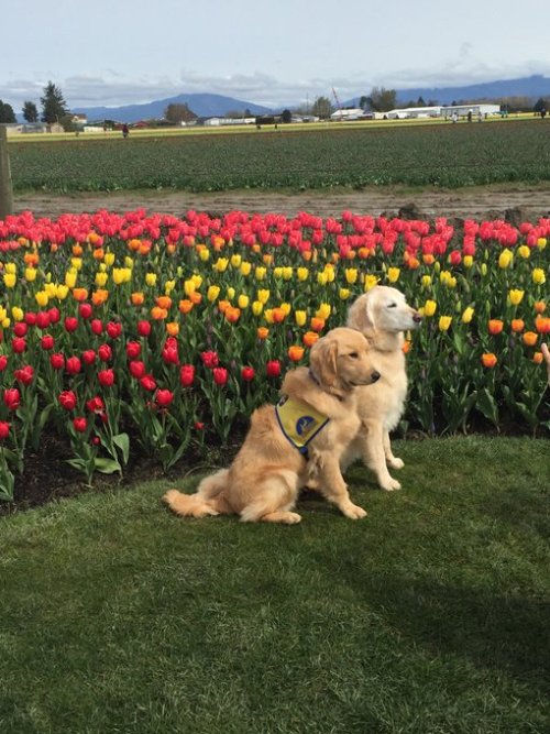 RT @Barbara52744094: Skagit Valley tulip festival, Washington State. https://t.co/OqTLRv28bi See our