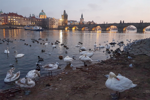 Things to do in Prague&hellip;- feed the swansPrague | Winter