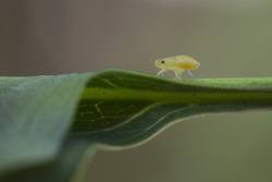 textless:  Spittlebugs (Cercopoidea) are pests, sucking the sap from garden plants and using it to make their protective, slimy froth.  Eventually they grow into froghoppers.  But while they are in their nymph form, if you gently scoop one out of its