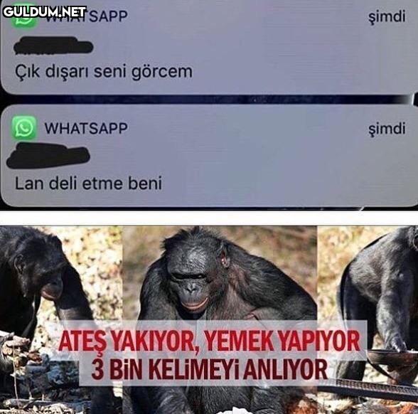 Çık lan dışarı WHATSAPP...