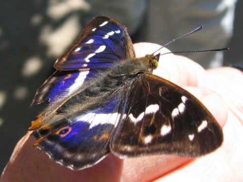 Purple Emperor ButterflyTodays Butterfly Is The Purple Emperor Butterfly, Otherwise Known As Apatura