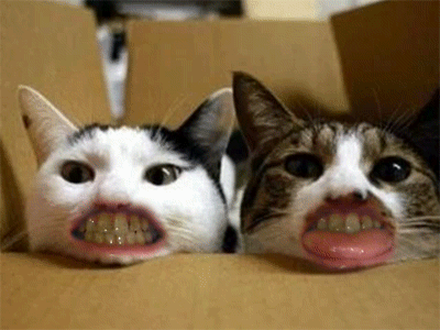 tealeavesanddelirium:  OMG I just looked up animals with human teeth on google and