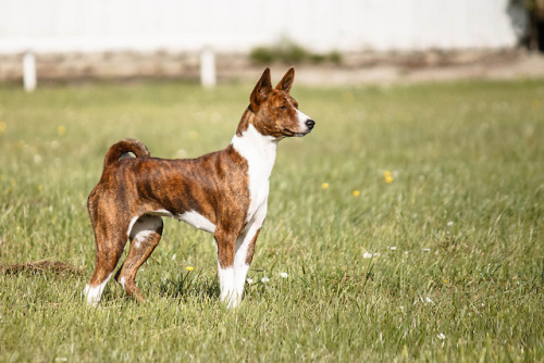 mostlyvoidpartiallydogs: this basenji was highly suspicious of the lure LCKC fun run July &lsqu