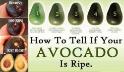 veganmovement2012:  How to tell if your avocado