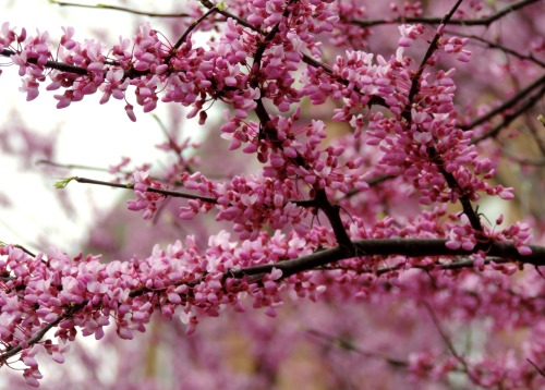 Redbud (Cercis canadensis), Fairfax, Ole Virginny, 2014.A native tree in the eastern parts of North 