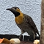 yellowhummingbird